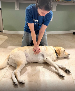 A veterinarian demonstrates hands interlocked over the widest part of the dog’s chest.